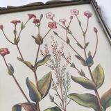 Planche de botanique fleurs sauvages cadre bois à poser