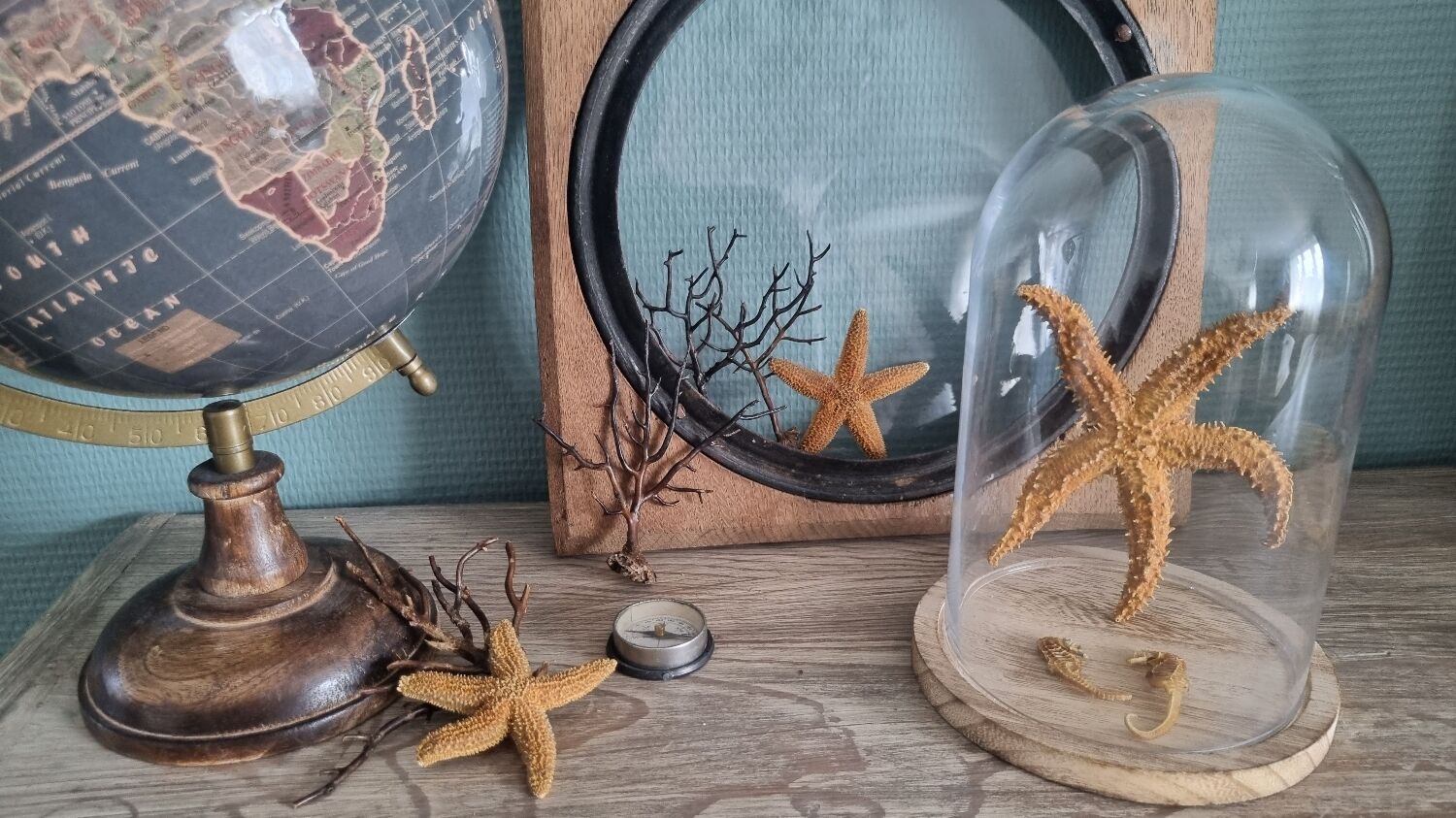 Natural ancient starfish large size