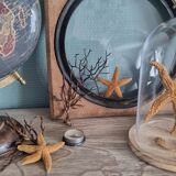 Natural ancient starfish large size