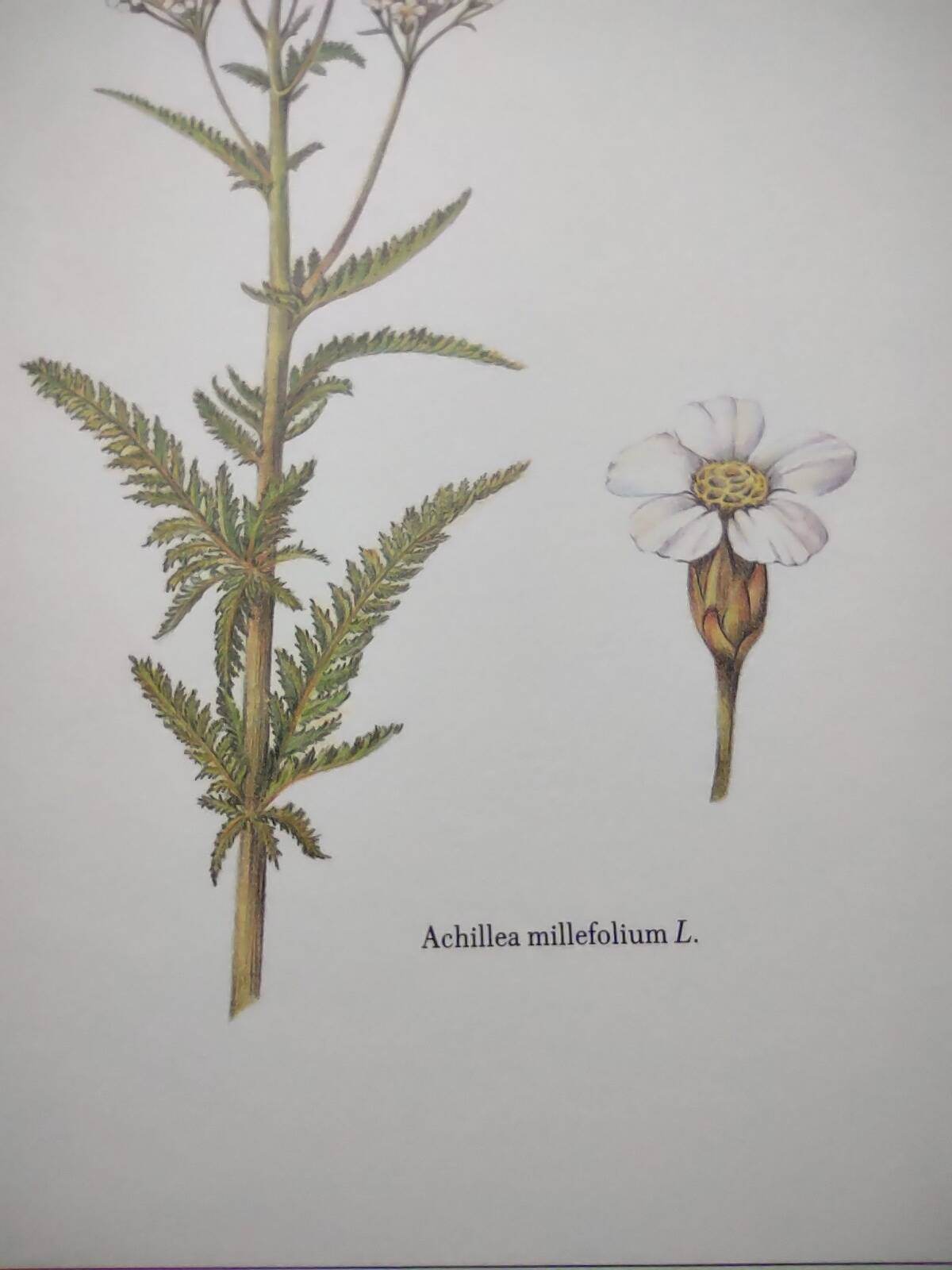 Gravure botanique - Millefeuille