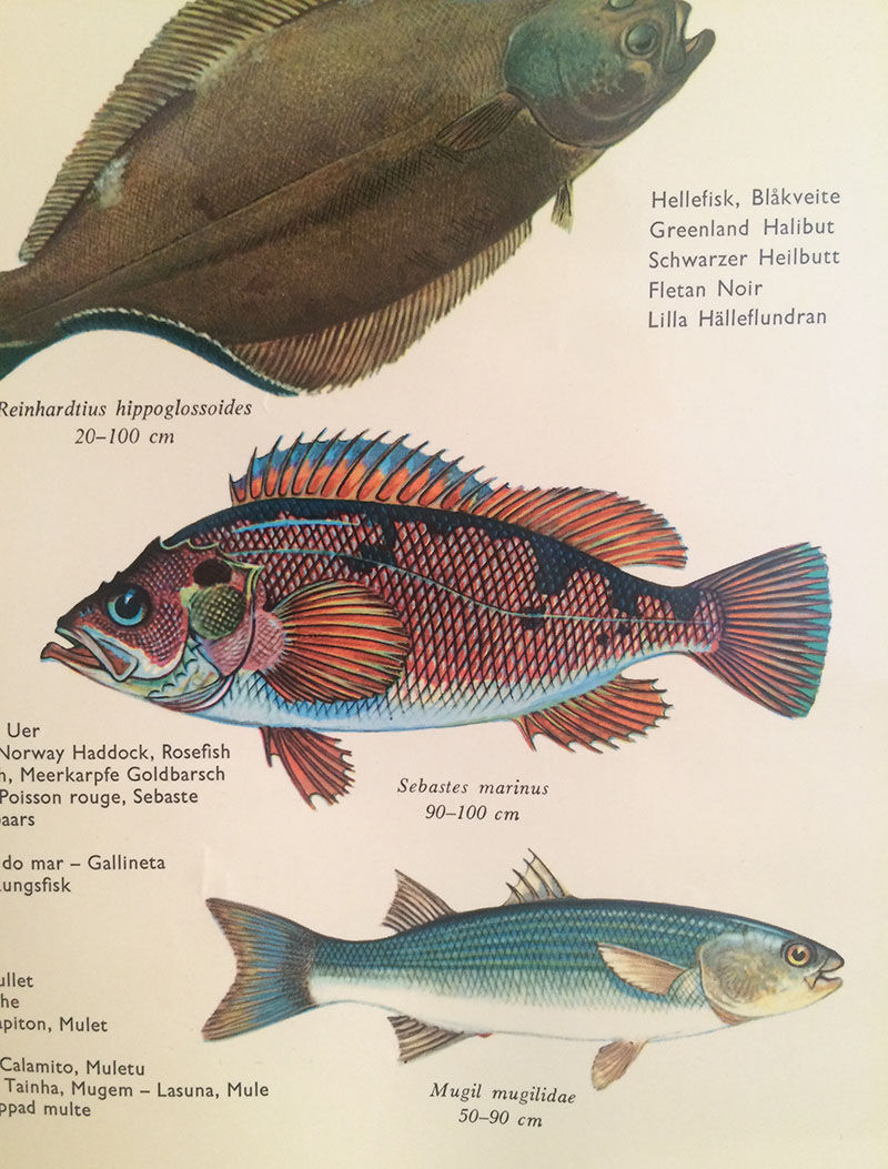 Vintage marine wildlife poster, 80s