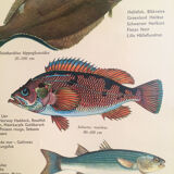 Vintage marine wildlife poster, 80s