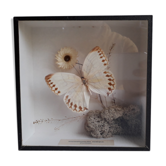 Butterfly under glass stchophthala hawqua (formosa)