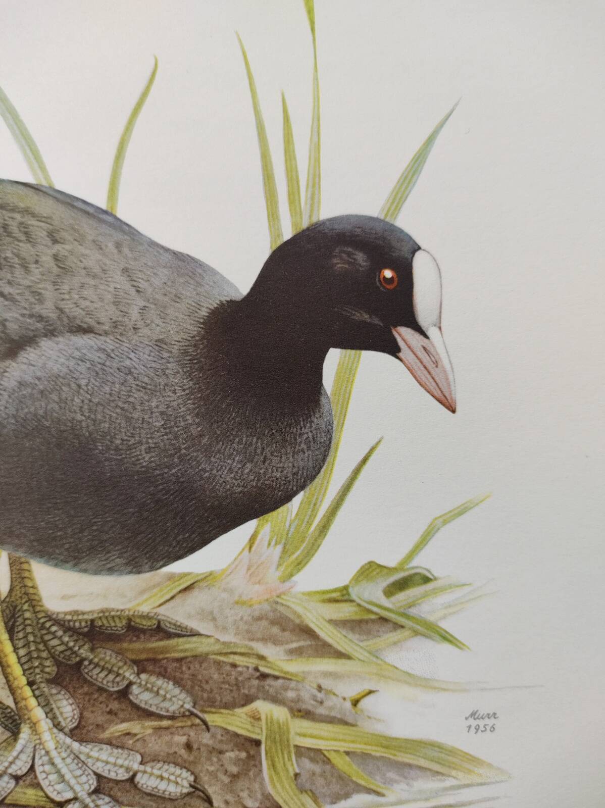 Planche oiseaux Années 1960 - Foulque Macroule - Illustration zoologique et ornithologique vintage