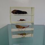 Lot 4 insects inclusion resins to identify vintage