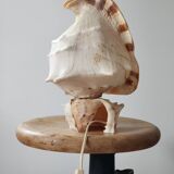 Shell lamp