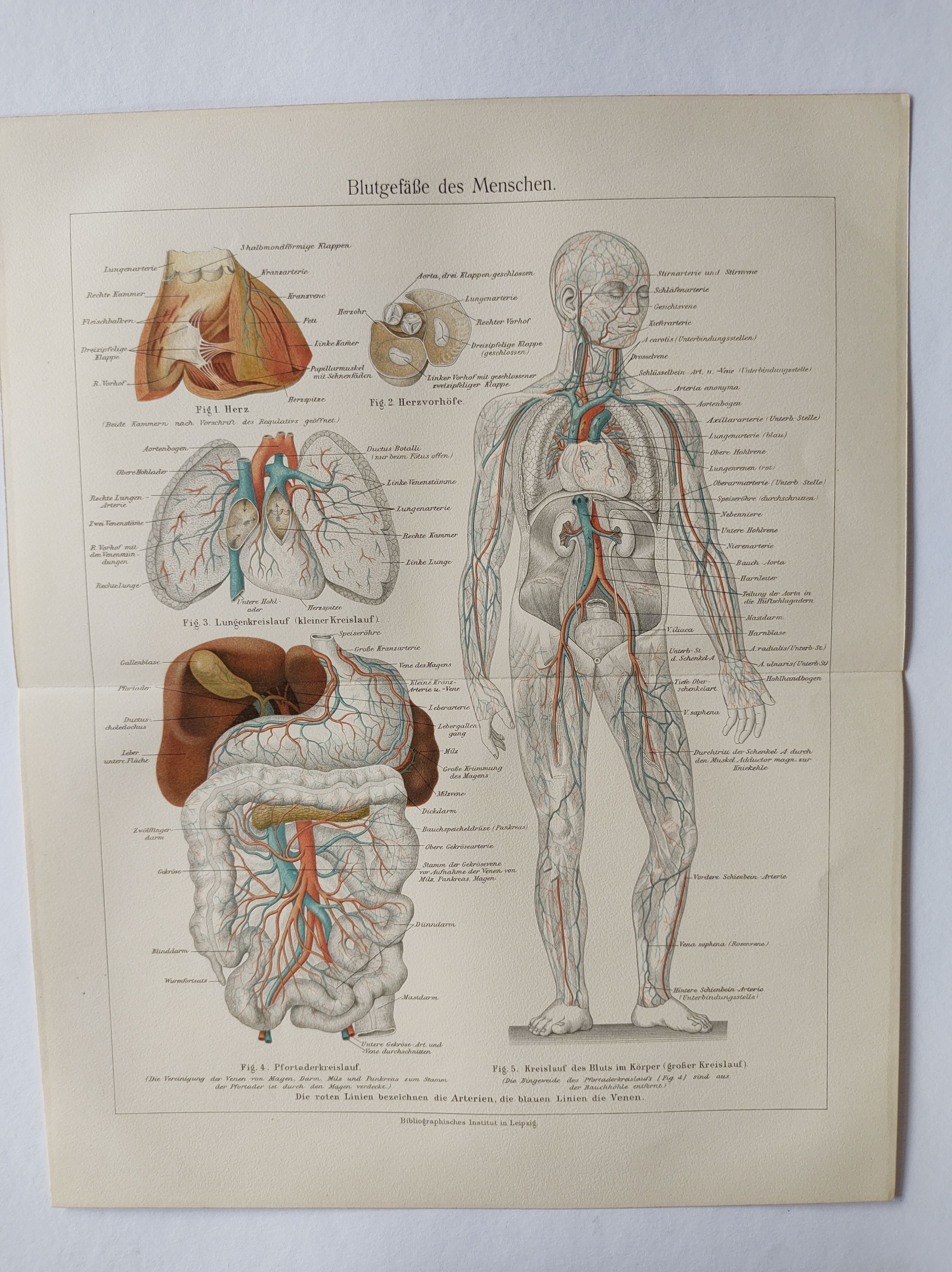 Anatomical Engraving - Human Blood Vessels - Original 1909 Poster