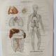 Anatomical Engraving - Human Blood Vessels - Original 1909 Poster