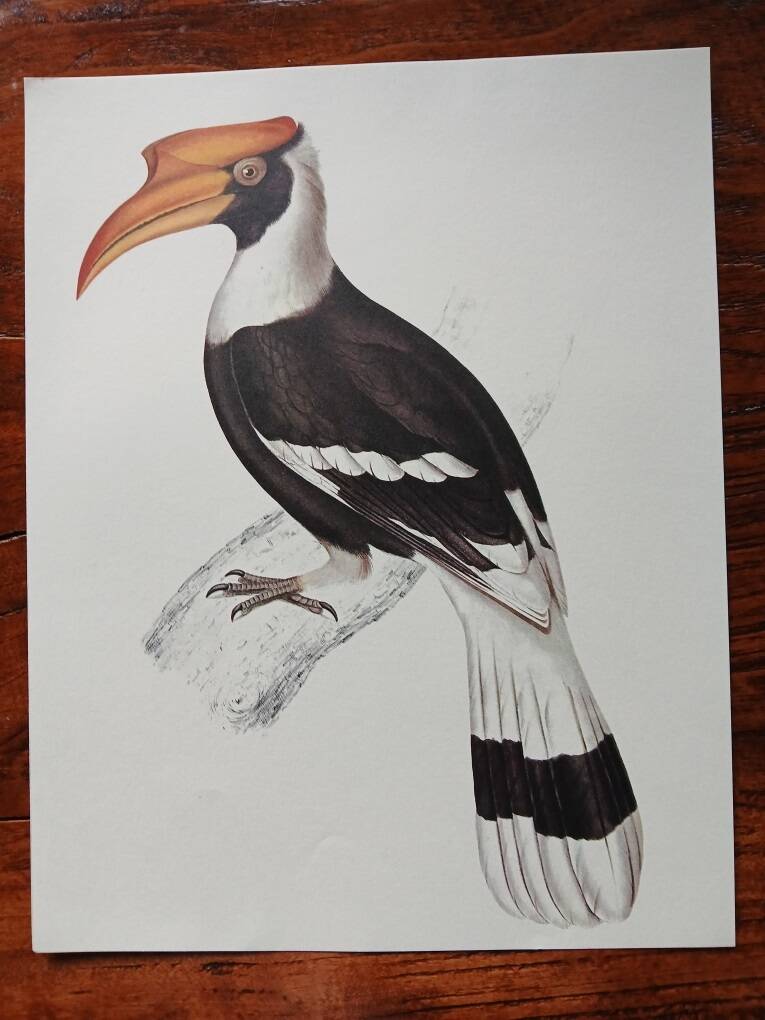 Zoological poster depicting a giant hornbill