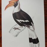 Zoological poster depicting a giant hornbill
