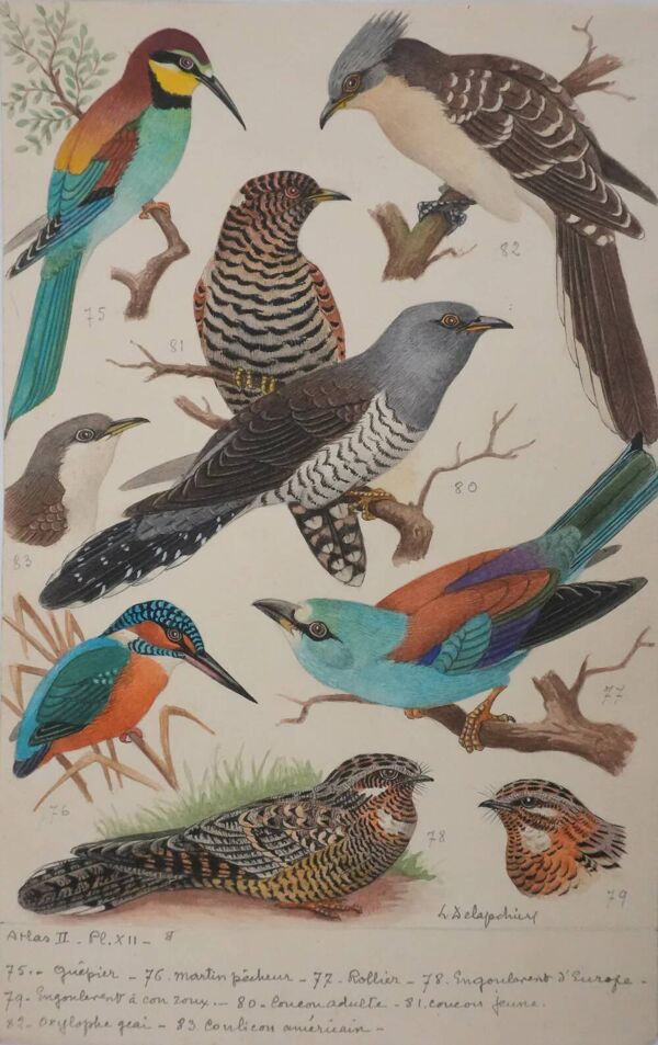 Louis Delapchier : Guêpier, Rollier et Martin-pêcheur, aquarelle originale signée