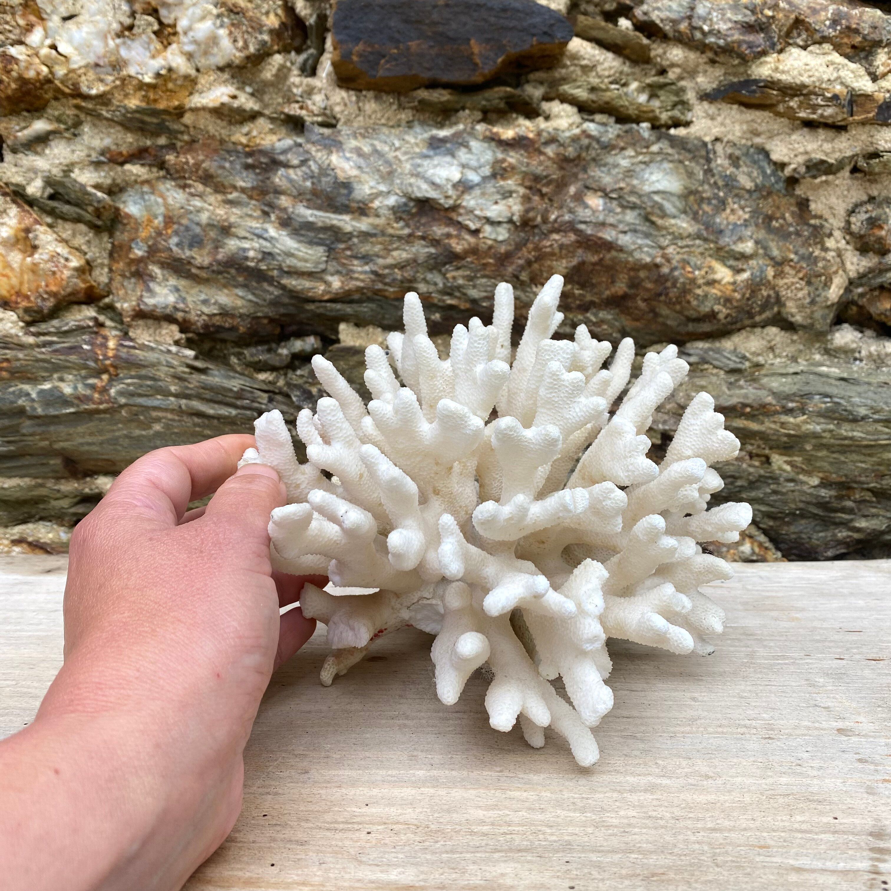 Corail elkhorn, corail corne de cerf