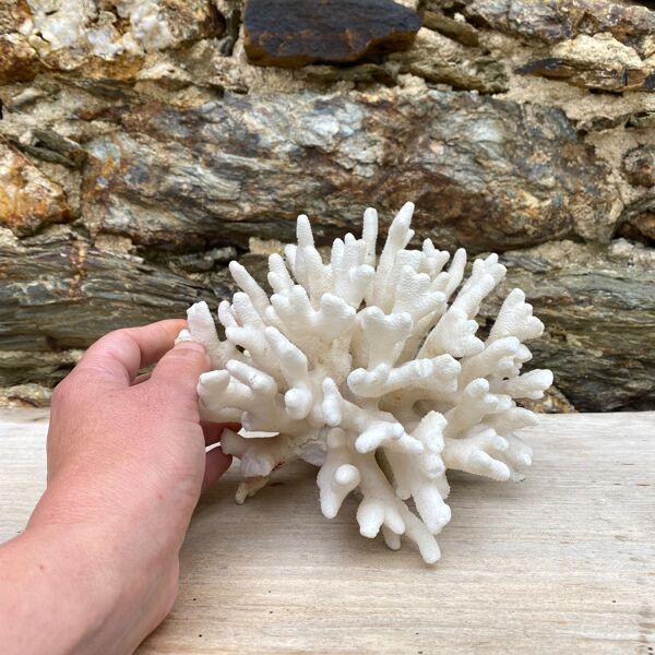 Corail elkhorn, corail corne de cerf