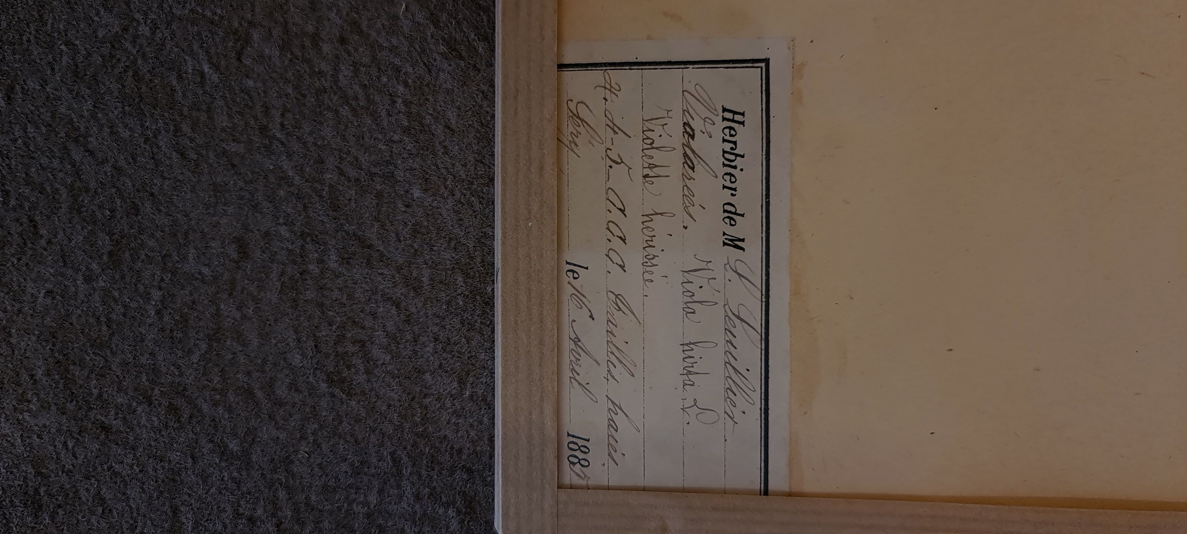 19th herbarium plank