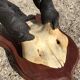 Ancient Grand Koudou Hunting Trophy on Exotic Wooden Base Artric Massacre