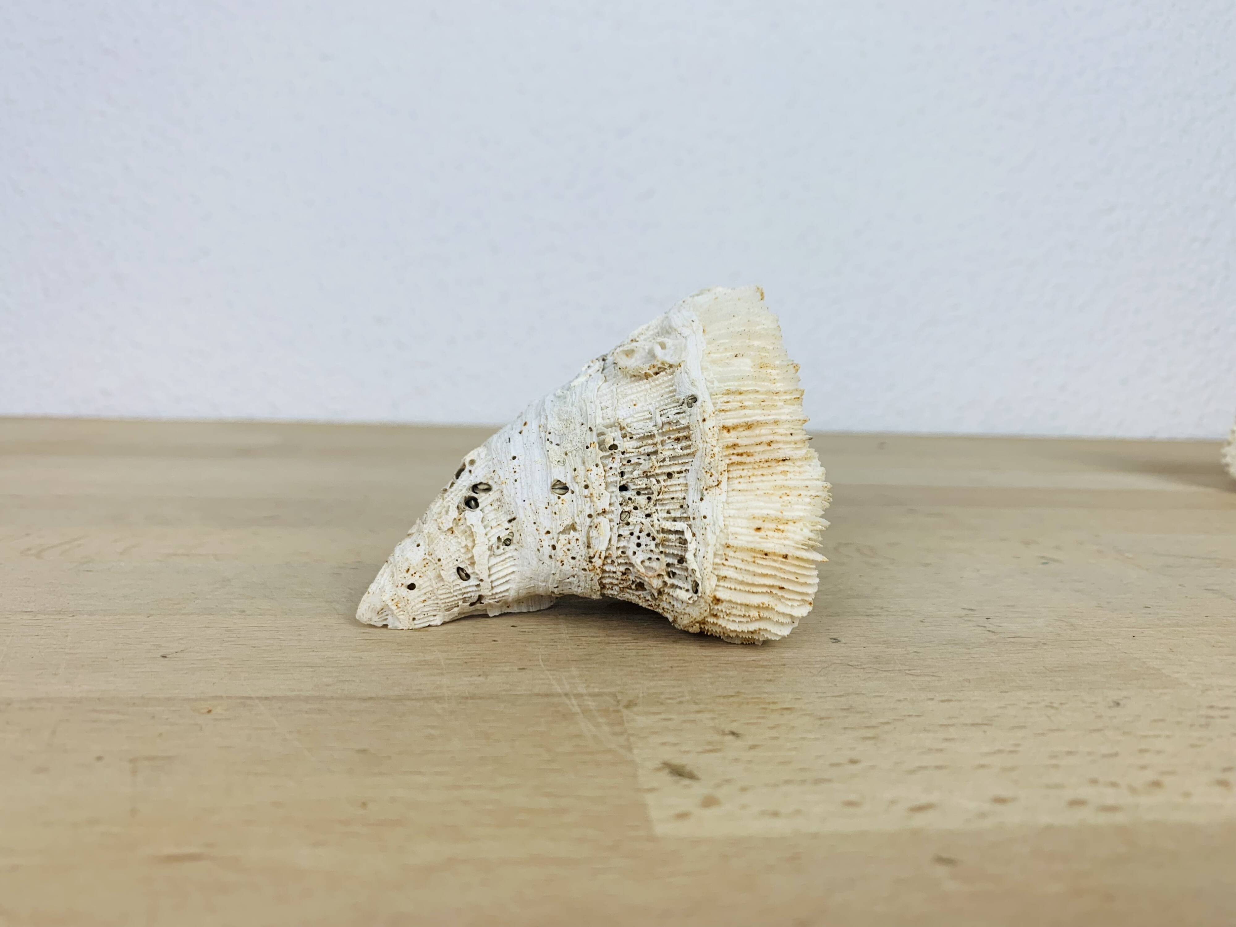 3 old white corals, coral