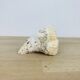 3 old white corals, coral