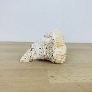 3 old white corals, coral