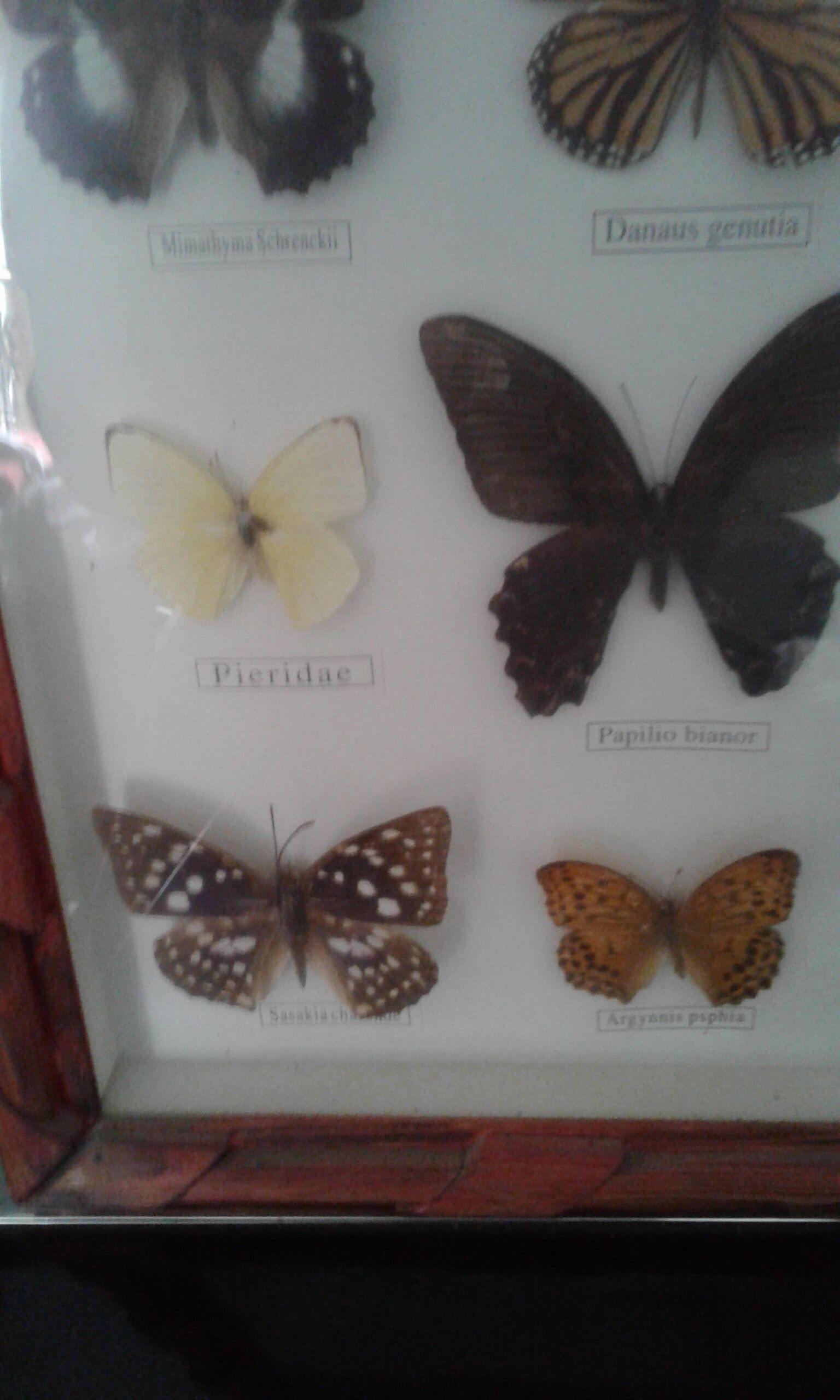 Butterfly frame under glass