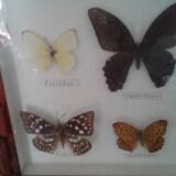 Butterfly frame under glass