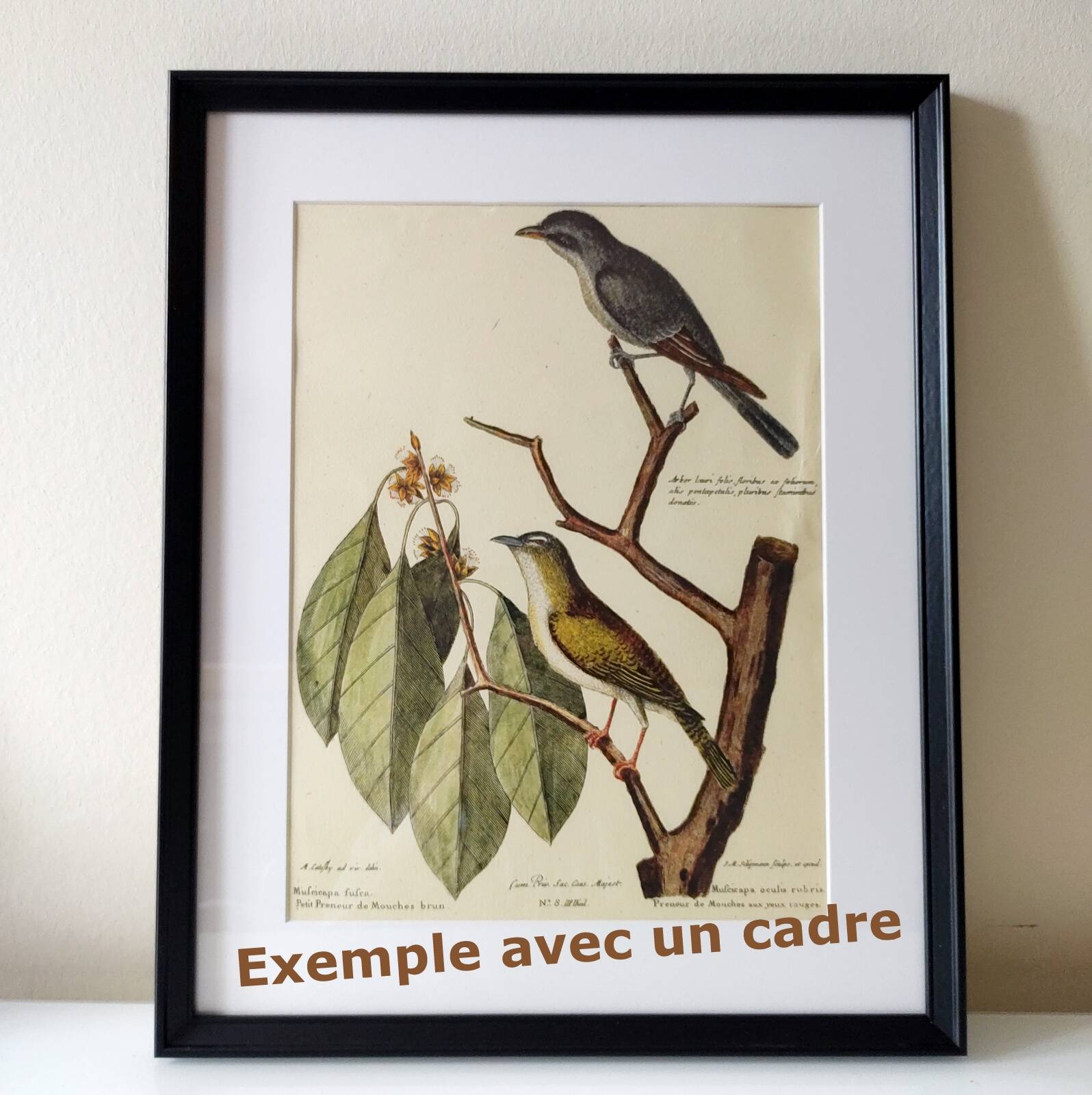 Gravure ancienne oiseau -Chardonneret- Image nature de Seligmann & Catesby