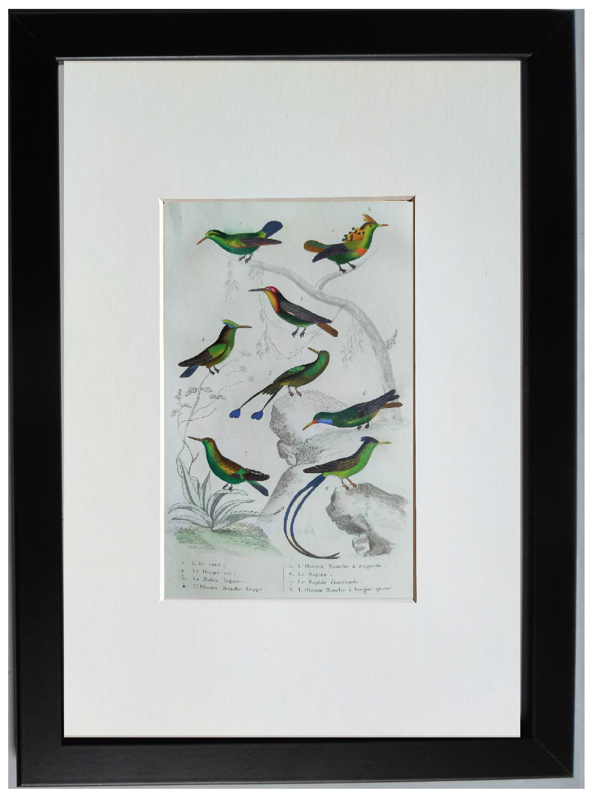 Original Ornithological Plate "Green Gold - Hoopoe - Ruby Topaz - &c..." Buffon 1836