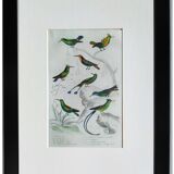 Original Ornithological plate " Green gold - Crested collar - Ruby Topaz - &c... " Buffon (1836)