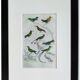 Original Ornithological Plate "Green Gold - Hoopoe - Ruby Topaz - &c..." Buffon 1836