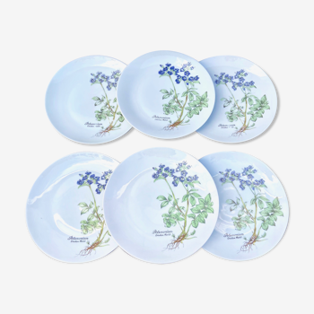 Set of 6 plates in white porcelain botanical pattern