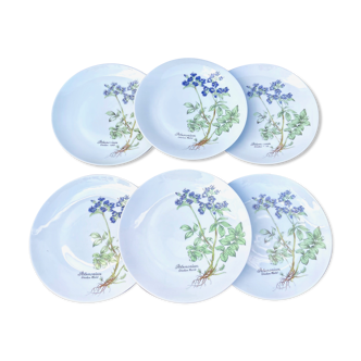 Set of 6 plates in white porcelain botanical pattern