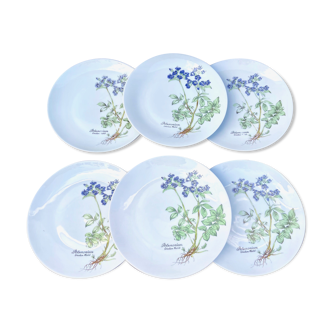 Ensemble de 6 assiettes en porcelaine blanche motif botanique