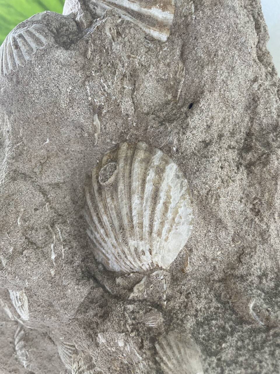 Fossil sedimentary rock and shell