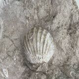 Fossil sedimentary rock and shell