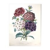 Affiche ancienne - Planche botanique de 1854