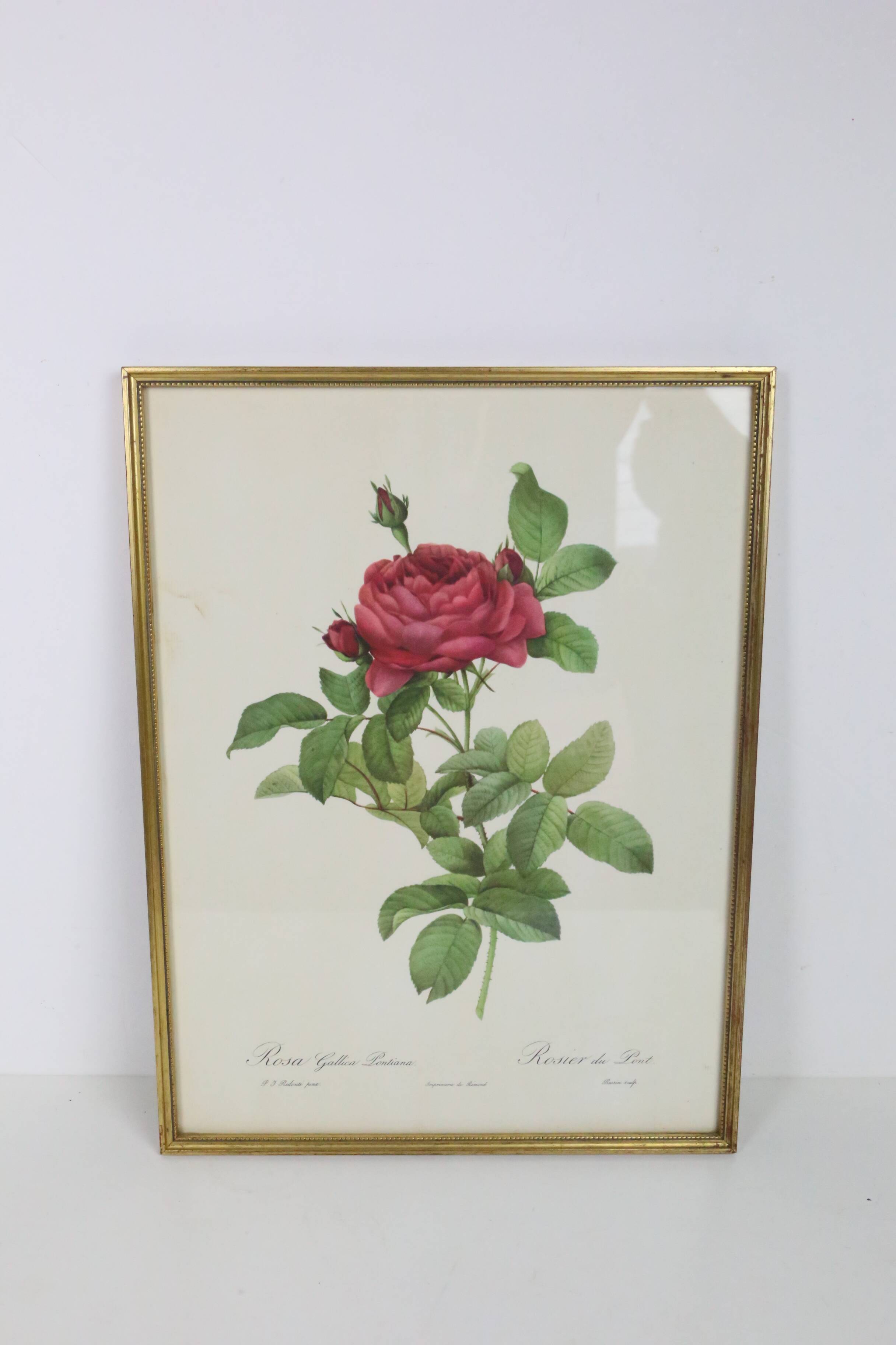 Large framed lithograph by Redouté