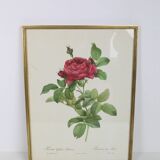 Large framed lithograph by Redouté
