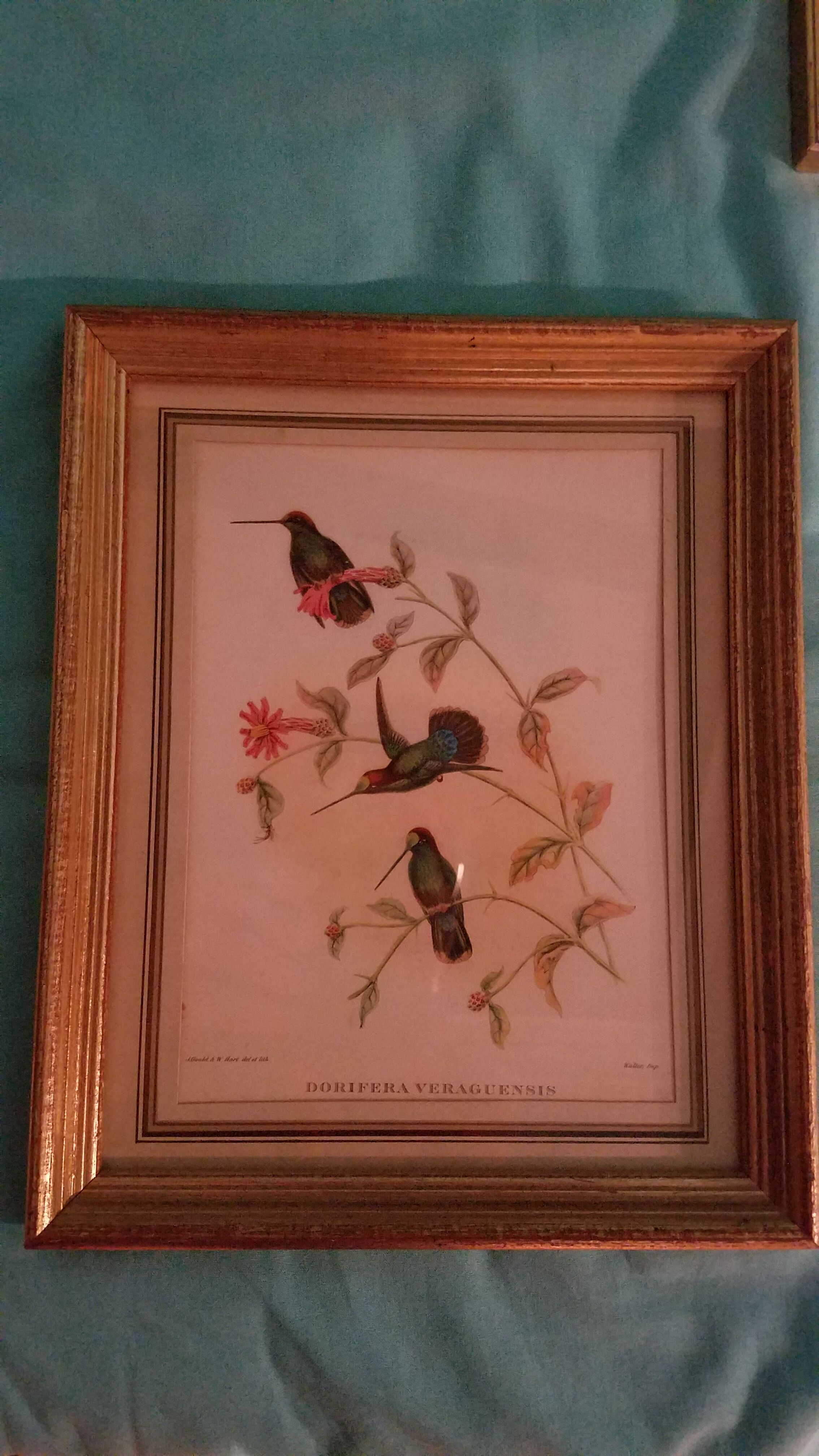 Ensemble de 7 lithographies ornithologiques encadrées
