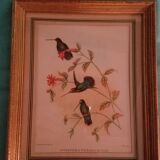 Set of 7 framed ornithological lithographs