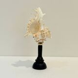 Antique Murex Ramosus Shell on a turned wooden base Napoleon III 19th century