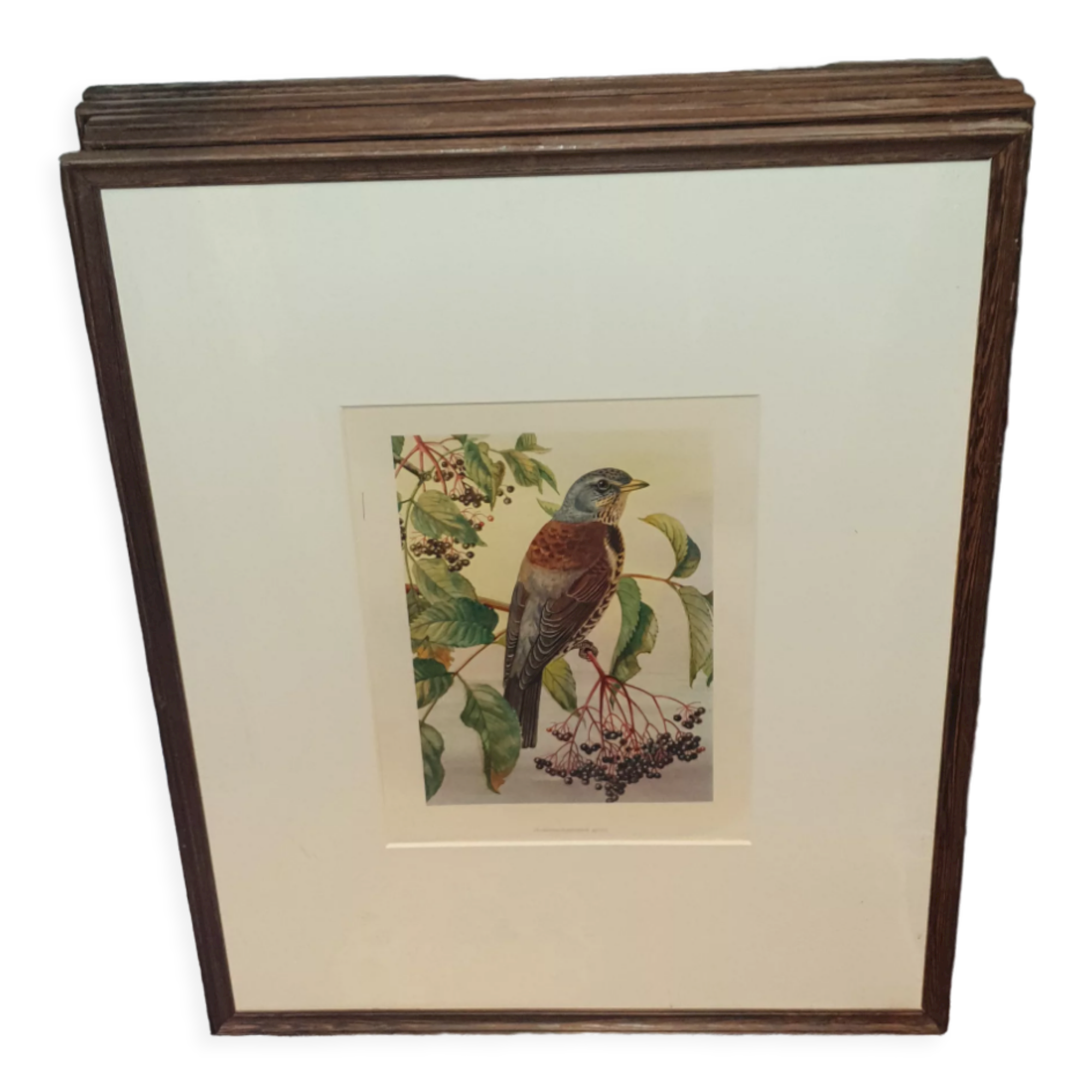 Ornithological engraving