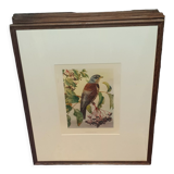 Ornithological engraving