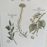 Vintage botanical board