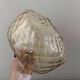 Vintage amber glass pendant light