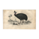 Antique engraving 1849 - Cassowary by , Australia, rainforest, danger