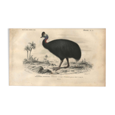 Gravure ancienne 1849 - Casoar par , Australie, forêt tropicale, danger