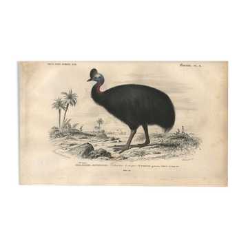 Antique engraving 1849 - Cassowary by , Australia, rainforest, danger