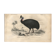 Antique engraving 1849 - Cassowary by , Australia, rainforest, danger