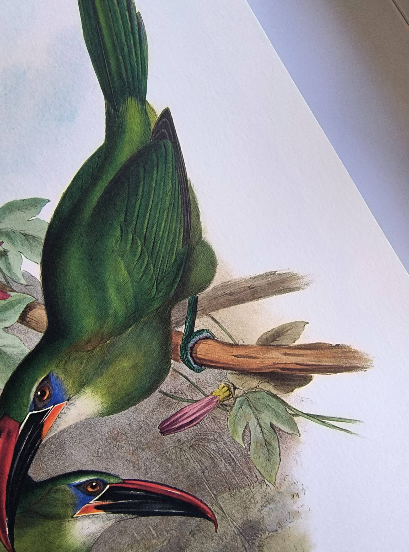 Illustration vintage. Toucanet à bec sillonné de J.Gould. 33x49 cm. oiseau