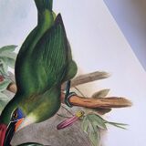 Illustration vintage. Toucanet à bec sillonné de J.Gould. 33x49 cm. oiseau