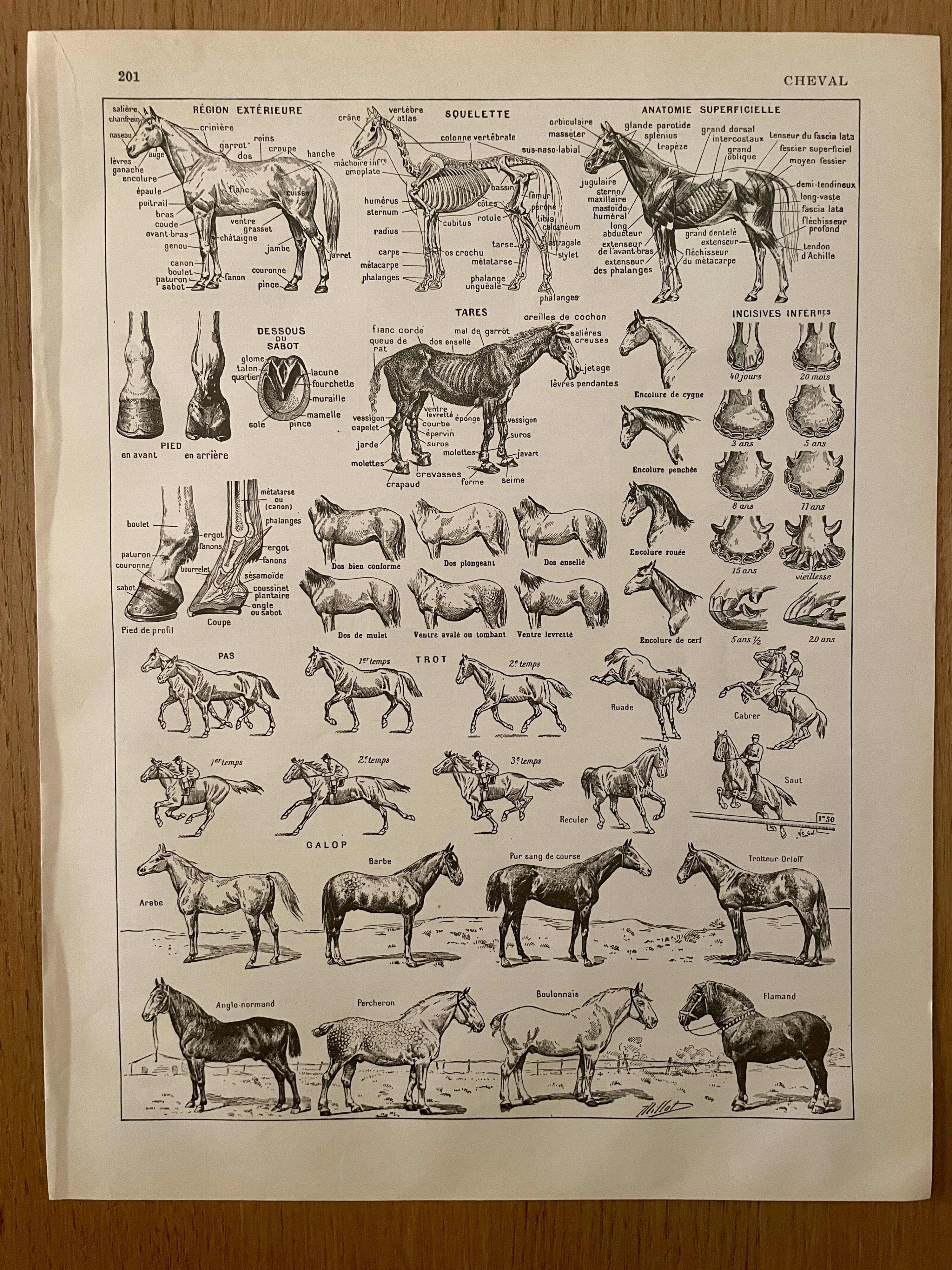 Lithograph on the horse - 1930